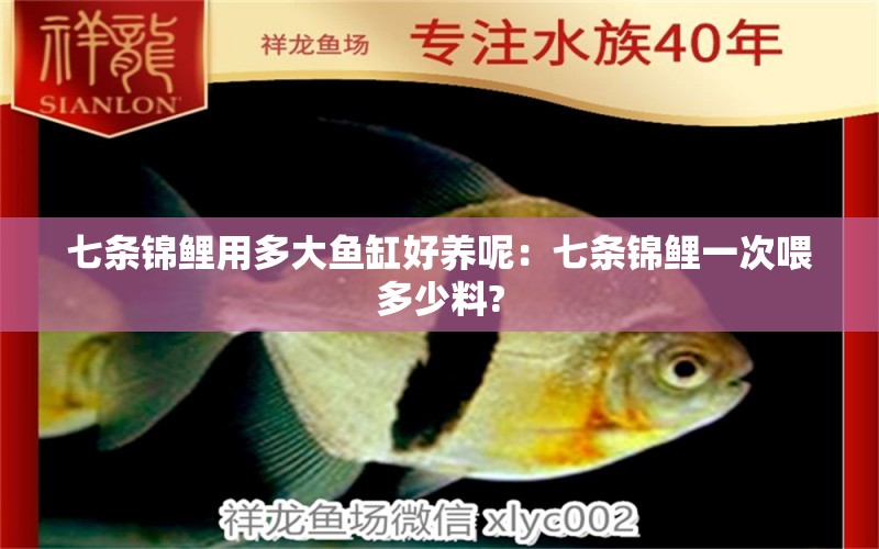 七條錦鯉用多大魚缸好養(yǎng)呢：七條錦鯉一次喂多少料?