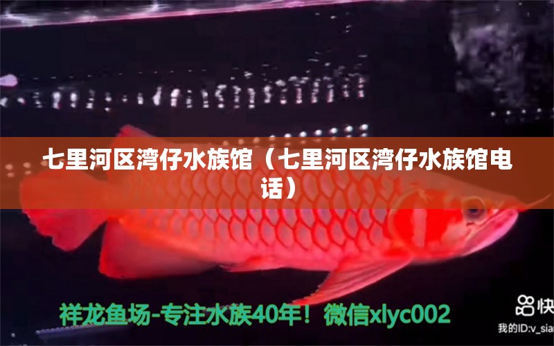 七里河區(qū)灣仔水族館（七里河區(qū)灣仔水族館電話）