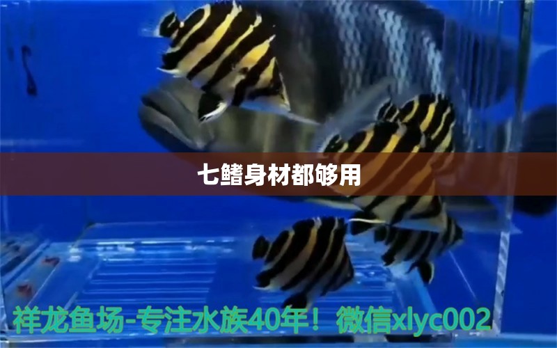 七鰭身材都夠用 白子關(guān)刀魚