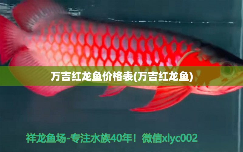 萬吉紅龍魚價格表(萬吉紅龍魚) 黃鰭鯧魚