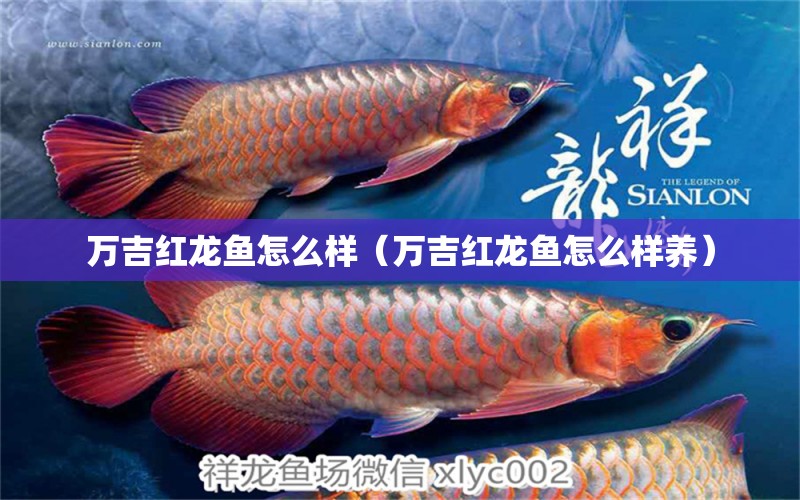 萬吉紅龍魚怎么樣（萬吉紅龍魚怎么樣養(yǎng)） 黃鰭鯧魚