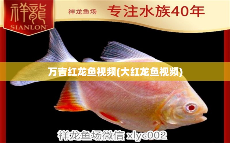 萬吉紅龍魚視頻(大紅龍魚視頻) 狗仔（招財貓)魚苗 第1張