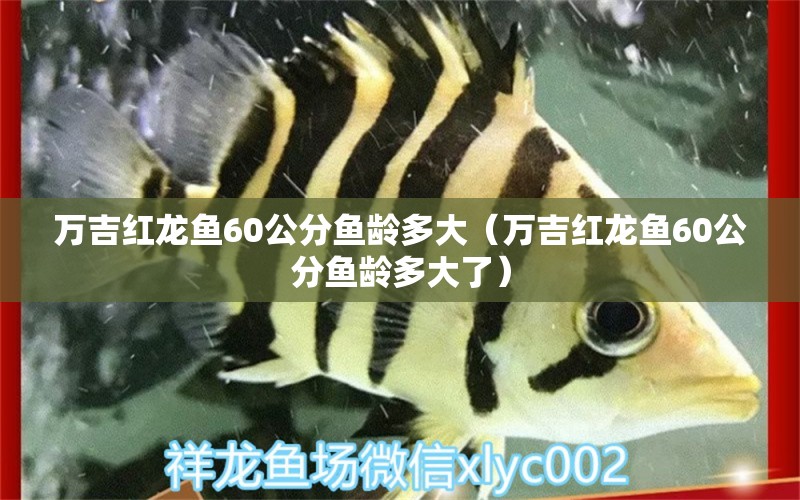 萬吉紅龍魚60公分魚齡多大（萬吉紅龍魚60公分魚齡多大了） 祥龍水族醫(yī)院