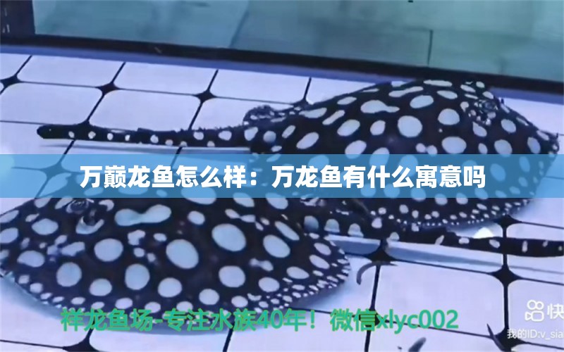 萬巔龍魚怎么樣：萬龍魚有什么寓意嗎 廣州水族批發(fā)市場