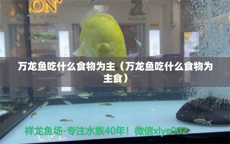 萬龍魚吃什么食物為主（萬龍魚吃什么食物為主食）