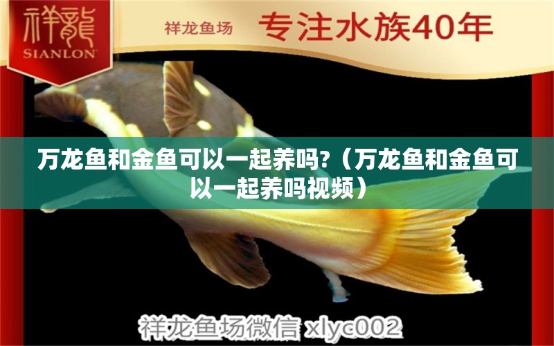 萬龍魚和金魚可以一起養(yǎng)嗎?（萬龍魚和金魚可以一起養(yǎng)嗎視頻）