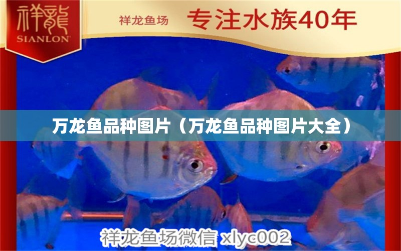 萬龍魚品種圖片（萬龍魚品種圖片大全）