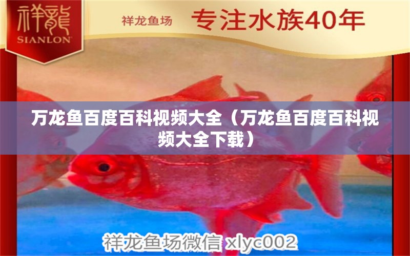 萬龍魚百度百科視頻大全（萬龍魚百度百科視頻大全下載）