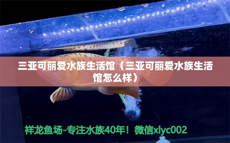 三亞可麗愛水族生活館（三亞可麗愛水族生活館怎么樣）