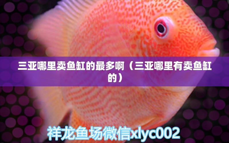 三亞哪里賣魚缸的最多?。ㄈ齺喣睦镉匈u魚缸的） 廣州觀賞魚批發(fā)市場