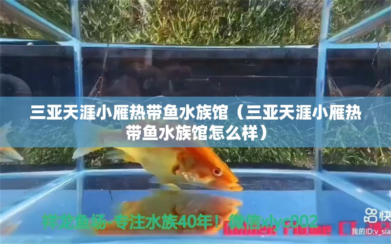 三亞天涯小雁熱帶魚水族館（三亞天涯小雁熱帶魚水族館怎么樣）