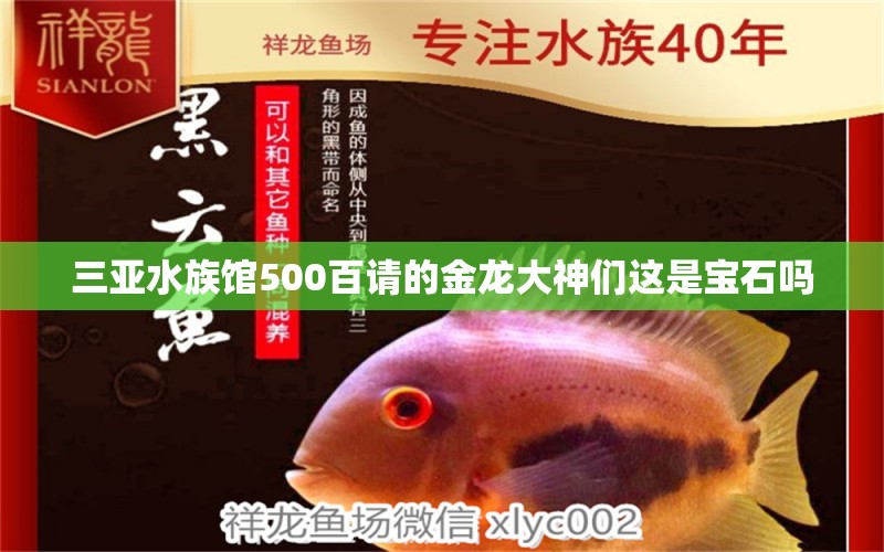 三亞水族館500百請的金龍大神們這是寶石嗎 金龍魚糧