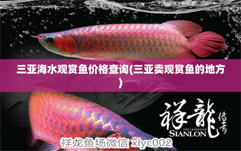 三亞海水觀賞魚價格查詢(三亞賣觀賞魚的地方) 過背金龍魚