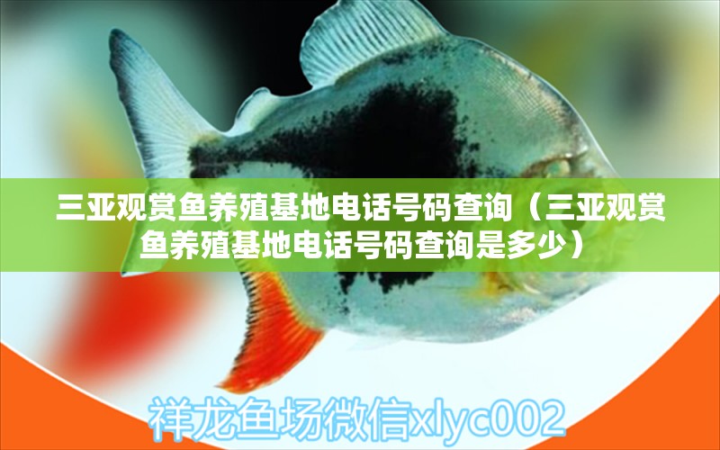 三亞觀賞魚(yú)養(yǎng)殖基地電話號(hào)碼查詢（三亞觀賞魚(yú)養(yǎng)殖基地電話號(hào)碼查詢是多少） 量子養(yǎng)魚(yú)技術(shù)