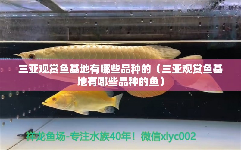 三亞觀賞魚基地有哪些品種的（三亞觀賞魚基地有哪些品種的魚） 祥龍水族醫(yī)院