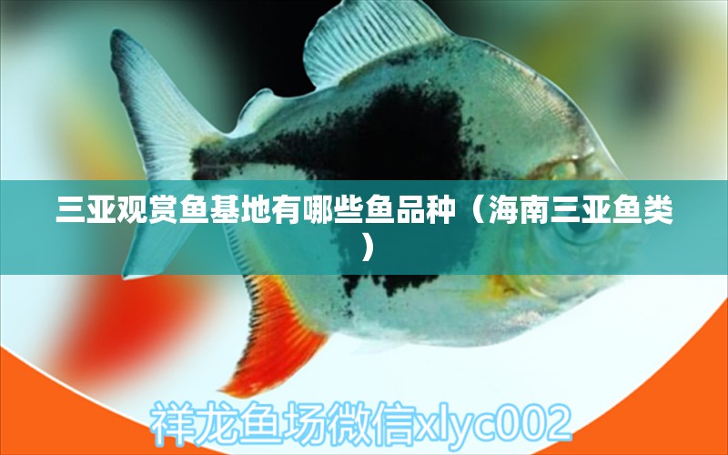 三亞觀賞魚基地有哪些魚品種（海南三亞魚類） 黑桃A魚