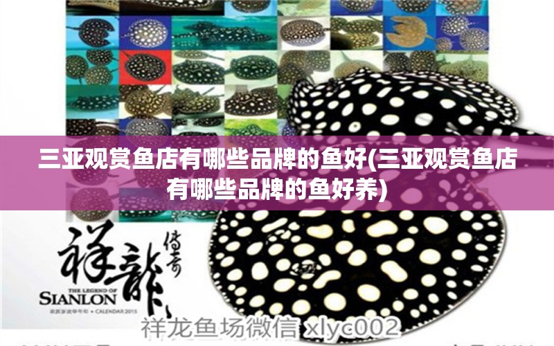 三亞觀賞魚店有哪些品牌的魚好(三亞觀賞魚店有哪些品牌的魚好養(yǎng)) 撒旦鴨嘴魚