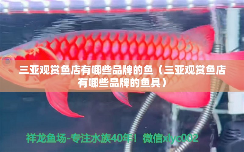 三亞觀賞魚店有哪些品牌的魚（三亞觀賞魚店有哪些品牌的魚具） 祥龍水族醫(yī)院