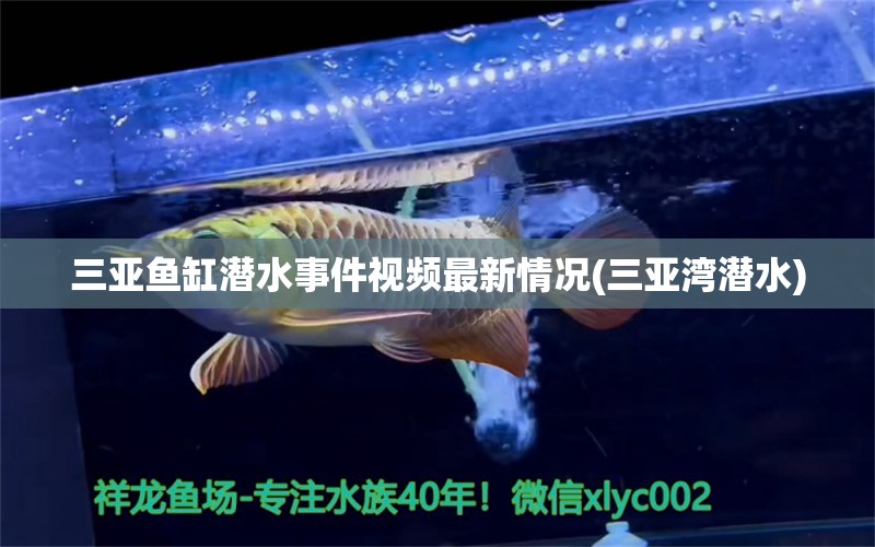 三亞魚缸潛水事件視頻最新情況(三亞灣潛水) 朱巴利魚