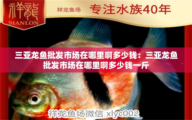 三亞龍魚批發(fā)市場在哪里啊多少錢：三亞龍魚批發(fā)市場在哪里啊多少錢一斤 龍魚批發(fā)