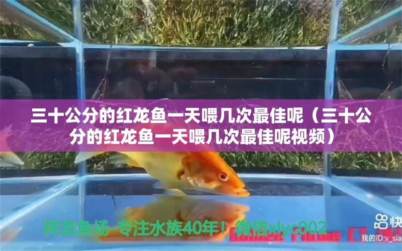 三十公分的紅龍魚(yú)一天喂幾次最佳呢（三十公分的紅龍魚(yú)一天喂幾次最佳呢視頻）