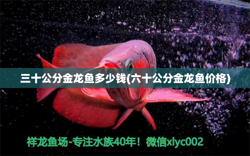 三十公分金龍魚多少錢(六十公分金龍魚價格) ?；?異型虎魚/純色虎魚