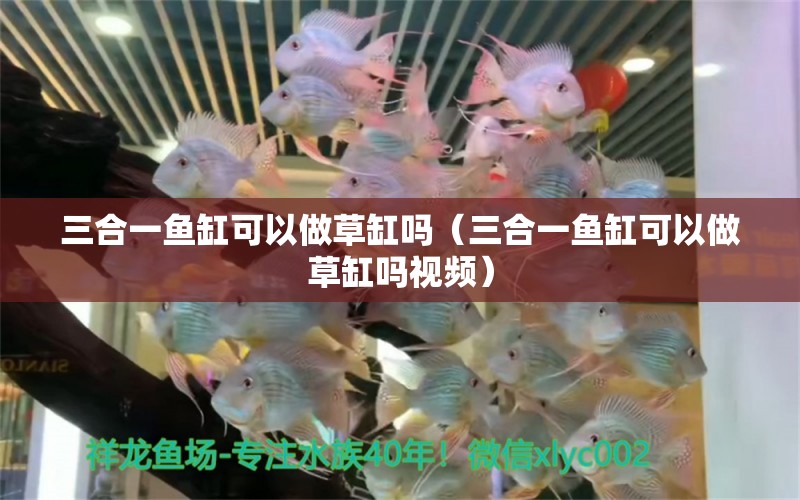 三合一魚缸可以做草缸嗎（三合一魚缸可以做草缸嗎視頻） 飛鳳魚