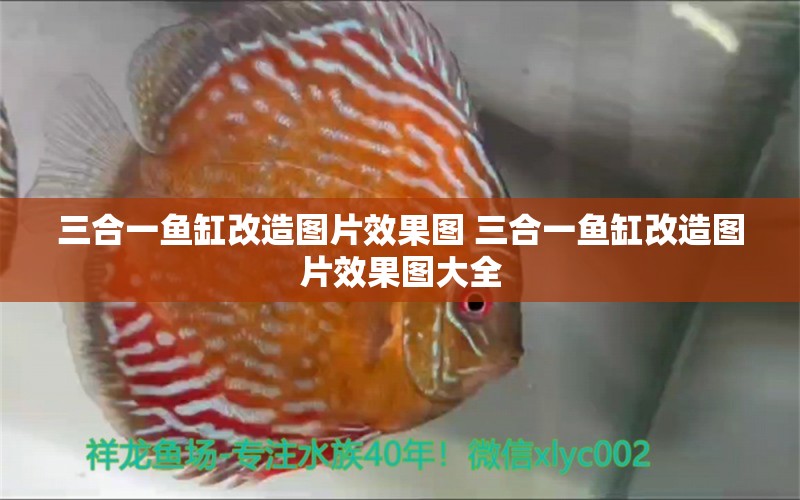 三合一魚缸改造圖片效果圖 三合一魚缸改造圖片效果圖大全 福魟魟魚 第1張