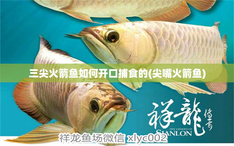 三尖火箭魚(yú)如何開(kāi)口捕食的(尖嘴火箭魚(yú)) 蝴蝶鯉魚(yú)苗