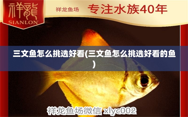 三文魚怎么挑選好看(三文魚怎么挑選好看的魚) 魚缸風(fēng)水