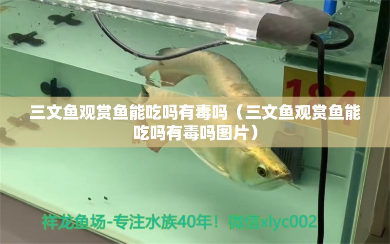 三文魚(yú)觀賞魚(yú)能吃嗎有毒嗎（三文魚(yú)觀賞魚(yú)能吃嗎有毒嗎圖片）