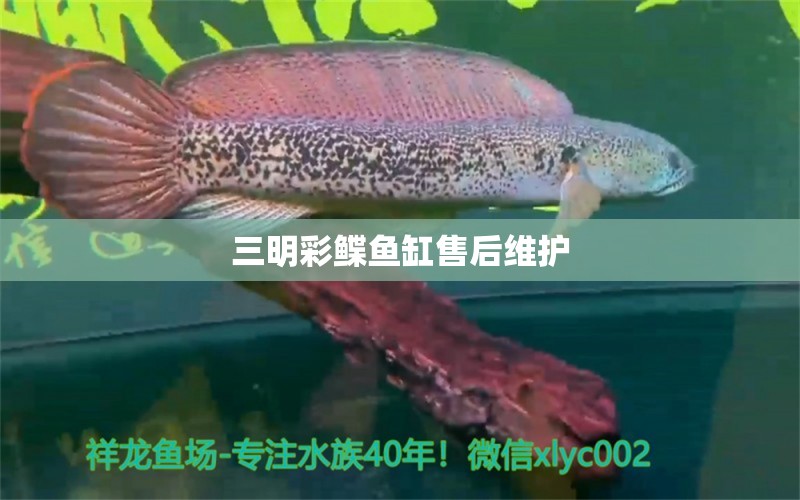 三明彩鰈魚缸售后維護 彩鰈魚缸（彩蝶魚缸）