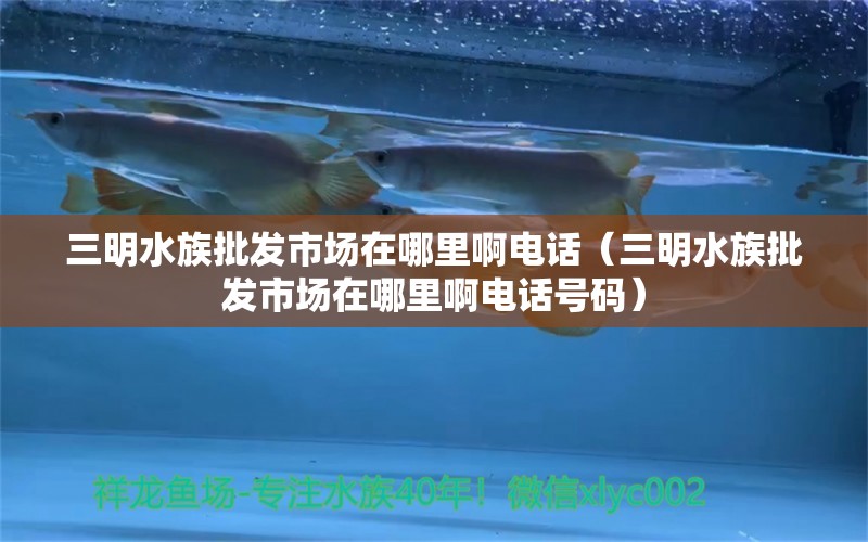 三明水族批發(fā)市場(chǎng)在哪里啊電話（三明水族批發(fā)市場(chǎng)在哪里啊電話號(hào)碼） 觀賞魚(yú)水族批發(fā)市場(chǎng)