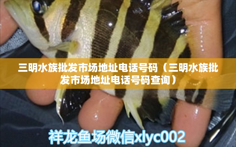 三明水族批發(fā)市場地址電話號碼（三明水族批發(fā)市場地址電話號碼查詢） 觀賞魚水族批發(fā)市場