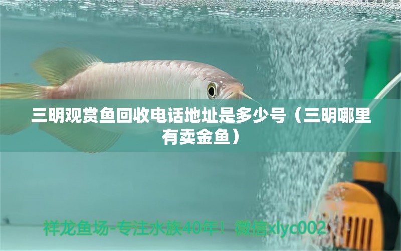 三明觀賞魚回收電話地址是多少號（三明哪里有賣金魚） 魚糧魚藥