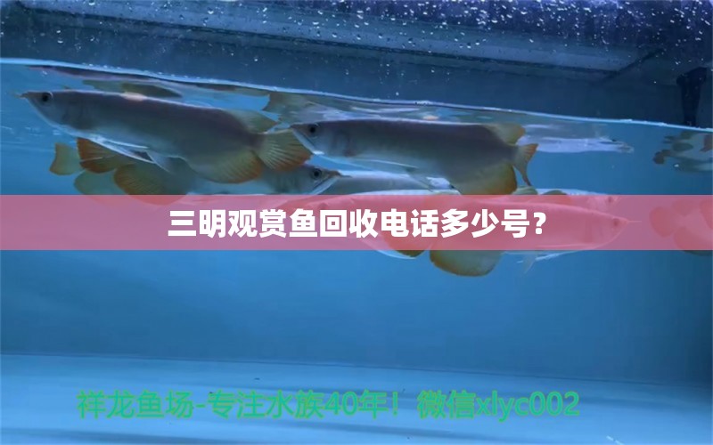 三明觀賞魚(yú)回收電話多少號(hào)？