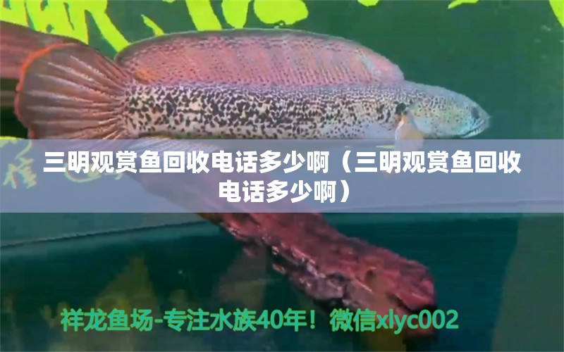 三明觀賞魚回收電話多少?。ㄈ饔^賞魚回收電話多少啊） 泰國虎魚（泰虎）