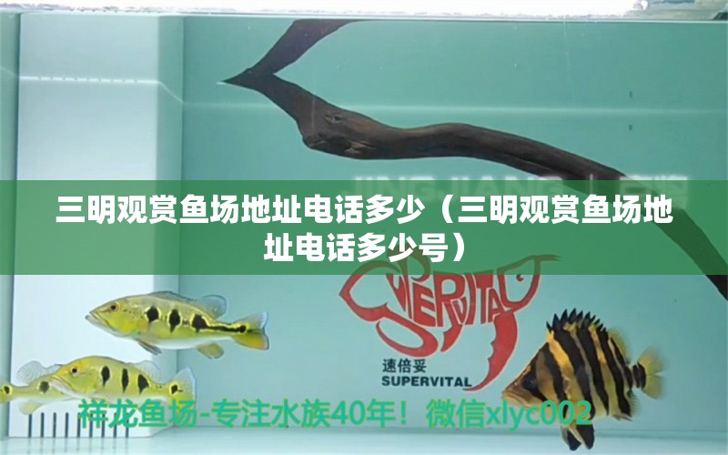 三明觀賞魚場地址電話多少（三明觀賞魚場地址電話多少號）