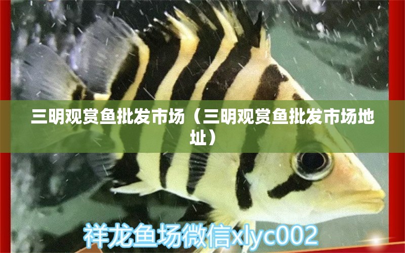 三明觀賞魚批發(fā)市場（三明觀賞魚批發(fā)市場地址）