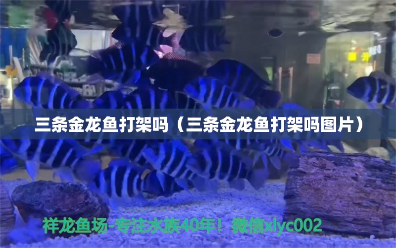 三條金龍魚打架嗎（三條金龍魚打架嗎圖片）