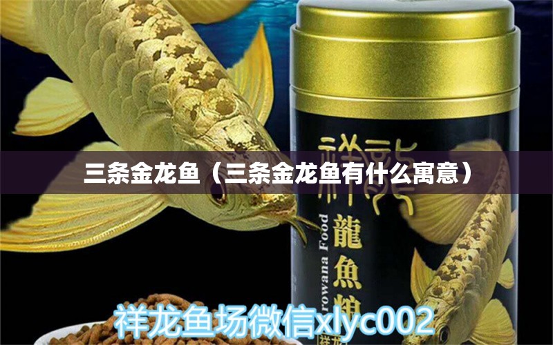 三條金龍魚（三條金龍魚有什么寓意）