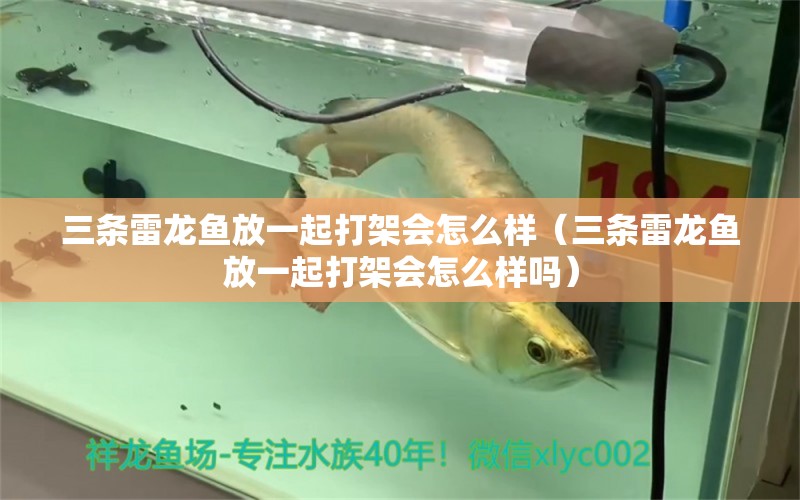 三條雷龍魚放一起打架會(huì)怎么樣（三條雷龍魚放一起打架會(huì)怎么樣嗎） 廣州龍魚批發(fā)市場(chǎng)