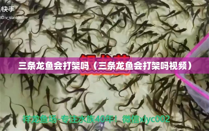 三條龍魚會打架嗎（三條龍魚會打架嗎視頻） 大嘴鯨魚