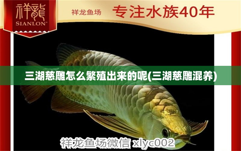 三湖慈雕怎么繁殖出來的呢(三湖慈雕混養(yǎng)) 慈雕魚