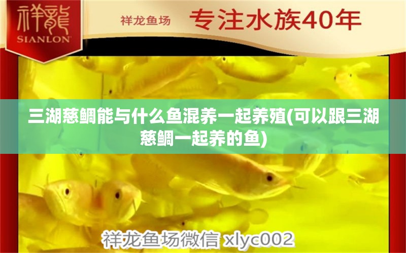 三湖慈鯛能與什么魚混養(yǎng)一起養(yǎng)殖(可以跟三湖慈鯛一起養(yǎng)的魚) 祥龍魚藥系列