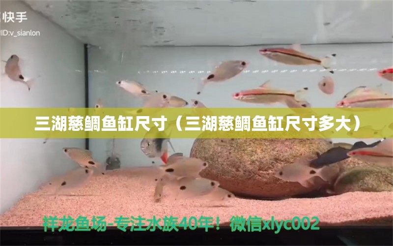 三湖慈鯛魚缸尺寸（三湖慈鯛魚缸尺寸多大）