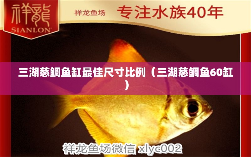 三湖慈鯛魚(yú)缸最佳尺寸比例（三湖慈鯛魚(yú)60缸）