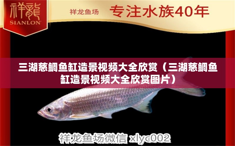 三湖慈鯛魚缸造景視頻大全欣賞（三湖慈鯛魚缸造景視頻大全欣賞圖片） 肥料