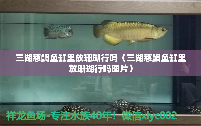 三湖慈鯛魚缸里放珊瑚行嗎（三湖慈鯛魚缸里放珊瑚行嗎圖片） 水族用品