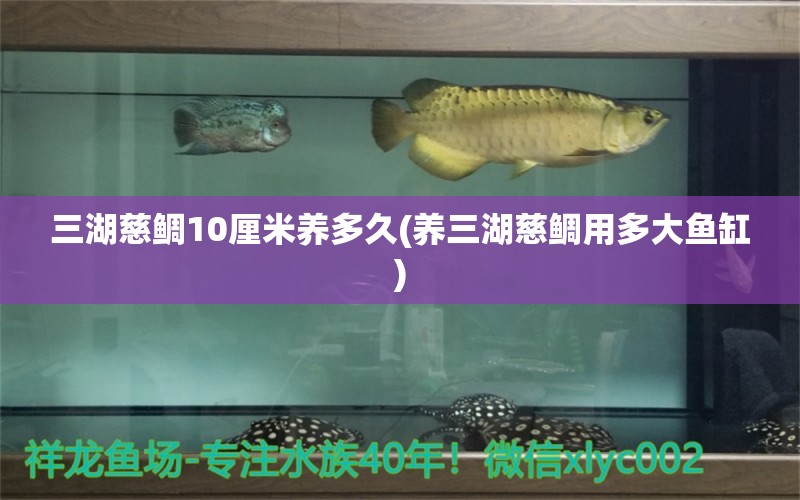 三湖慈鯛10厘米養(yǎng)多久(養(yǎng)三湖慈鯛用多大魚(yú)缸) 印尼三紋虎